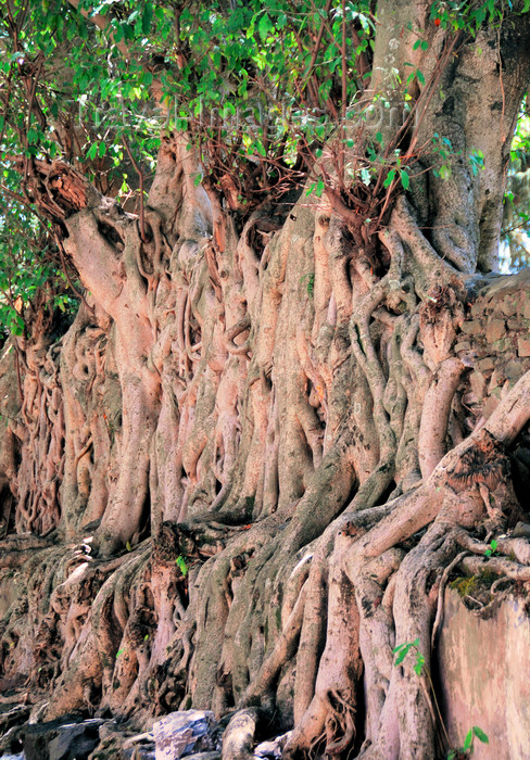 ethiopia265: Gondar, Amhara Region, Ethiopia: Fasiladas' bath - banyan trees strangle the old stones, in the best Angkor style - Ficus benghalensis - photo by M.Torres - (c) Travel-Images.com - Stock Photography agency - Image Bank