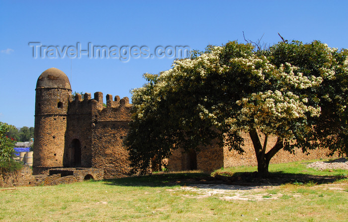 ethiopia296: Gondar, Amhara Region, Ethiopia: Royal Enclosure - large tree near Bakaffa's palace - photo by M.Torres - (c) Travel-Images.com - Stock Photography agency - Image Bank