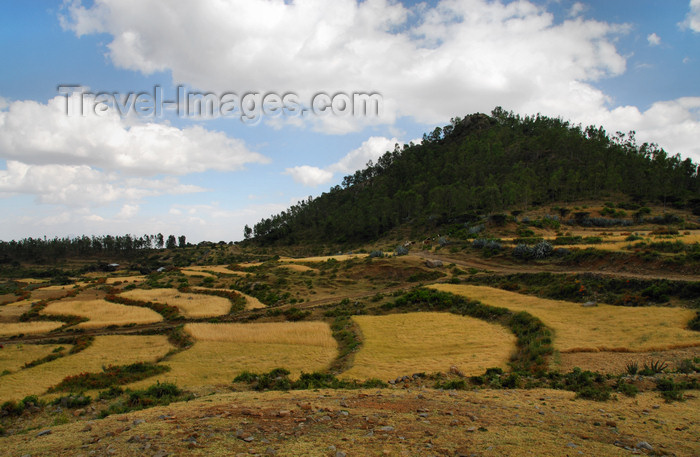 ethiopia331: Axum - Mehakelegnaw Zone, Tigray Region: terraced fields - agriculture - photo by M.Torres - (c) Travel-Images.com - Stock Photography agency - Image Bank