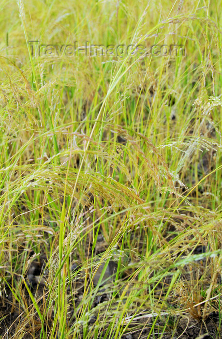 ethiopia334: Axum - Mehakelegnaw Zone, Tigray Region: Teff or lovegrass - Eragrostis tef - food grain used for injera - photo by M.Torres - (c) Travel-Images.com - Stock Photography agency - Image Bank