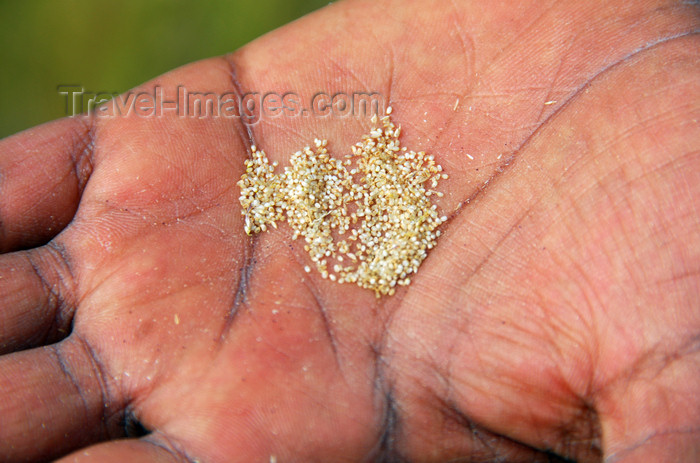 ethiopia335: Axum - Mehakelegnaw Zone, Tigray Region: holding the small seeds of Teff - Eragrostis tef - photo by M.Torres - (c) Travel-Images.com - Stock Photography agency - Image Bank