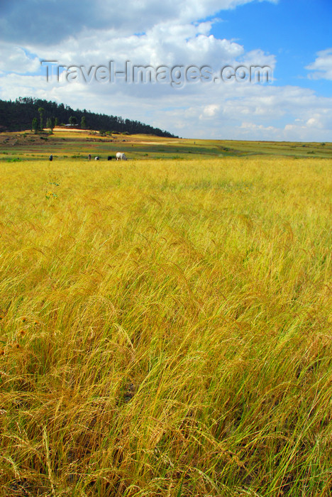 ethiopia336: Axum - Mehakelegnaw Zone, Tigray Region: Teff field - Eragrostis tef - cereal adapted to environments ranging from drought stress to waterlogged soil conditions - photo by M.Torres - (c) Travel-Images.com - Stock Photography agency - Image Bank