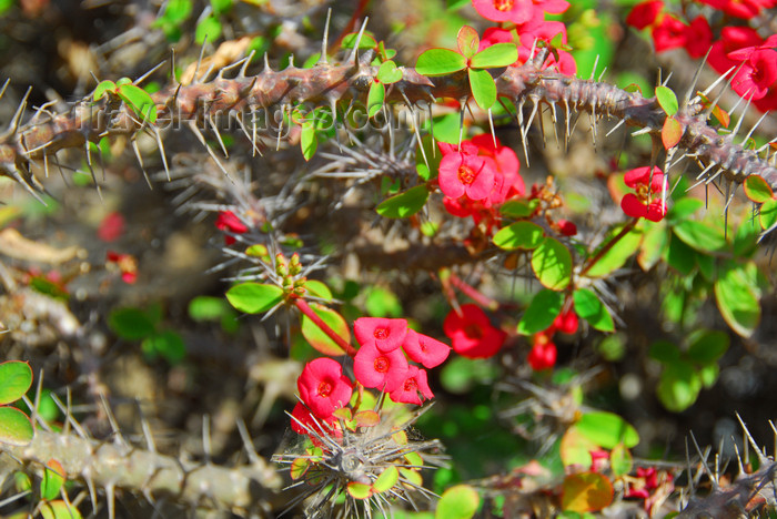 ethiopia340: Axum - Mehakelegnaw Zone, Tigray Region: thorns and flowers - photo by M.Torres - (c) Travel-Images.com - Stock Photography agency - Image Bank