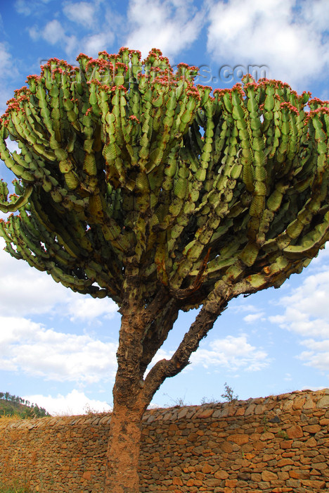 ethiopia347: Axum - Mehakelegnaw Zone, Tigray Region: Dungur - Queen of Sheba's palace - Dragon-Tree - photo by M.Torres - (c) Travel-Images.com - Stock Photography agency - Image Bank