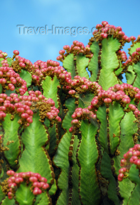 ethiopia348: Axum - Mehakelegnaw Zone, Tigray Region: Dungur - Queen of Sheba's palace - Dragon-Tree - fruits - photo by M.Torres - (c) Travel-Images.com - Stock Photography agency - Image Bank