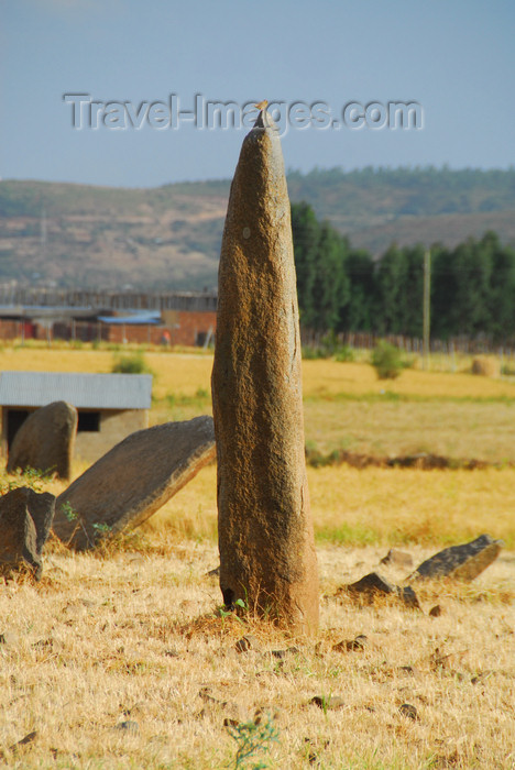 ethiopia352: Axum - Mehakelegnaw Zone, Tigray Region: Gudit stelae field - menhir - photo by M.Torres - (c) Travel-Images.com - Stock Photography agency - Image Bank