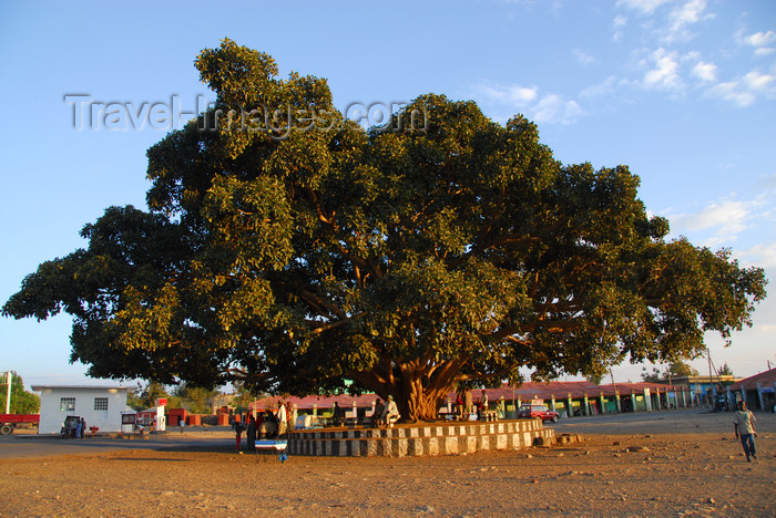 ethiopia356: Axum - Mehakelegnaw Zone, Tigray Region: giant fig tree - roundabout - photo by M.Torres - (c) Travel-Images.com - Stock Photography agency - Image Bank