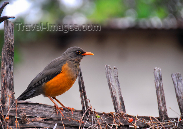 ethiopia415: Bahir Dar, Amhara, Ethiopia: bird on a fence - photo by M.Torres - (c) Travel-Images.com - Stock Photography agency - Image Bank