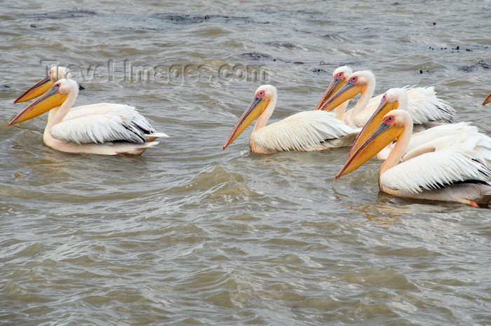 ethiopia423: Bahir Dar, Amhara, Ethiopia: pelicans on Lake Tana - fauna - photo by M.Torres - (c) Travel-Images.com - Stock Photography agency - Image Bank