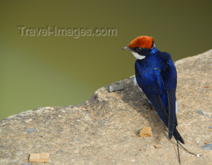 ethiopia428: Bahir Dar, Amhara, Ethiopia: blue bird - photo by M.Torres - (c) Travel-Images.com - Stock Photography agency - Image Bank