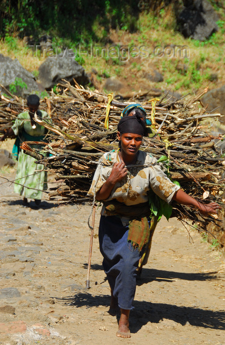 ethiopia443: Tis Issat, Amhara, Ethiopia: women carry wood - photo by M.Torres - (c) Travel-Images.com - Stock Photography agency - Image Bank