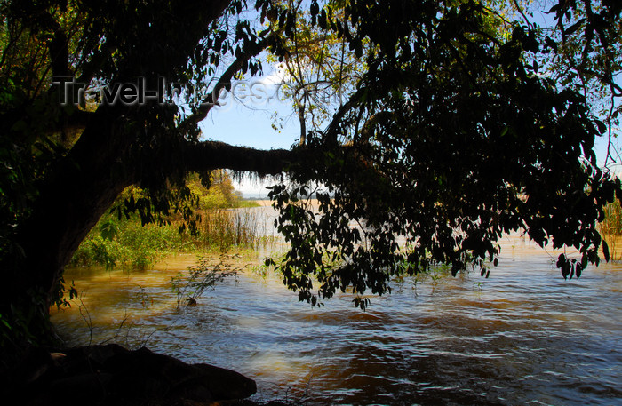 ethiopia470: Lake Tana, Amhara, Ethiopia: Entos Eyesu Monastery - sycamore tree over lake Tana - photo by M.Torres - (c) Travel-Images.com - Stock Photography agency - Image Bank