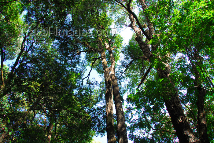 ethiopia475: Lake Tana, Amhara, Ethiopia: Kebran Gabriel Monastery - the forest - photo by M.Torres  - (c) Travel-Images.com - Stock Photography agency - Image Bank