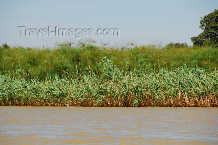 ethiopia495: Lake Tana, Amhara, Ethiopia: papyrus plant - Cyperus papyrus - photo by M.Torres  - (c) Travel-Images.com - Stock Photography agency - Image Bank