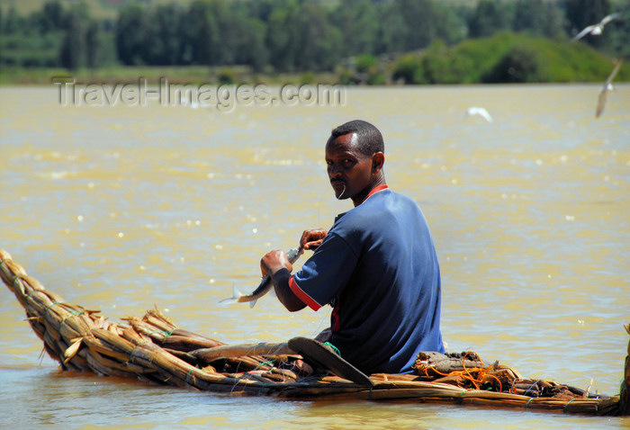 ethiopia498: Lake Tana, Amhara, Ethiopia: fisherman at the outlet of the Blue Nile, the Abay - traditional boat - low-floating papyrus canoe, called tangwa - photo by M.Torres  - (c) Travel-Images.com - Stock Photography agency - Image Bank