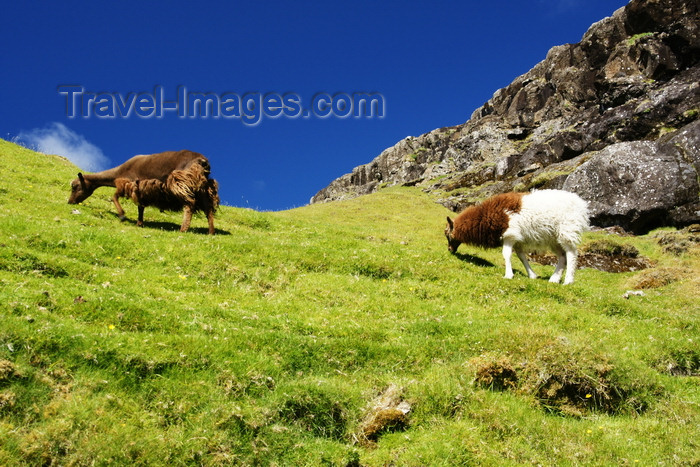 faeroe115: Kaldbaksfjørður, Streymoy island, Faroes: shaggy sheep grazing - rural scene - photo by A.Ferrari - (c) Travel-Images.com - Stock Photography agency - Image Bank