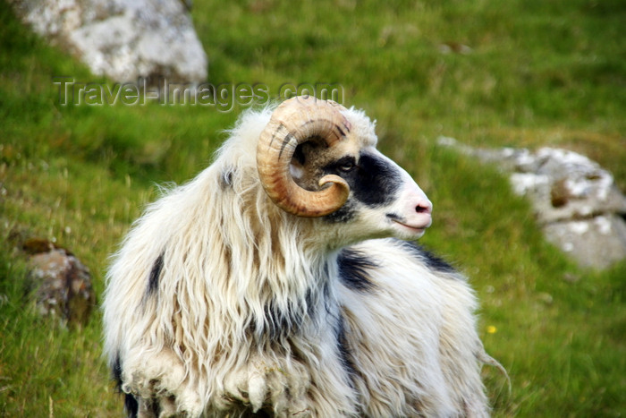 faeroe138: Streymoy island, Faroes: shaggy sheep along the hiking trail from Tórshavn to Kirkjubøur - photo by A.Ferrari - (c) Travel-Images.com - Stock Photography agency - Image Bank