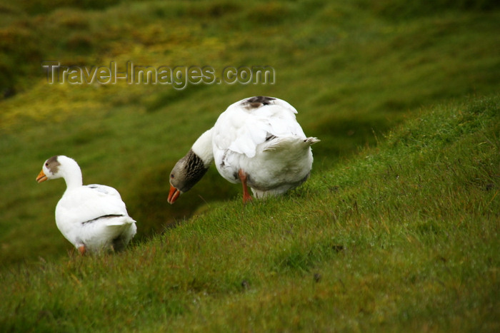 faeroe149: Kaldbaksbotnur, Streymoy island, Faroes: geese - photo by A.Ferrari - (c) Travel-Images.com - Stock Photography agency - Image Bank