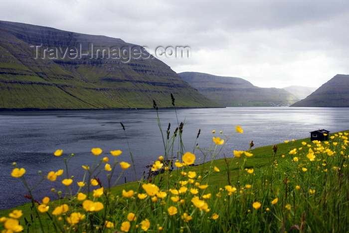 faeroe162: Kunoy island, Norðoyar, Faroes: seen from Kalsoy - flowers and the Kalsoyarfjørður - photo by A.Ferrari - (c) Travel-Images.com - Stock Photography agency - Image Bank