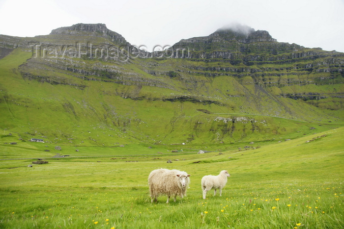 faeroe165: Trøllanes, Kalsoy island, Norðoyar, Faroes: sheep and their pasture - ewe and lamb - Ovis aries - photo by A.Ferrari - (c) Travel-Images.com - Stock Photography agency - Image Bank