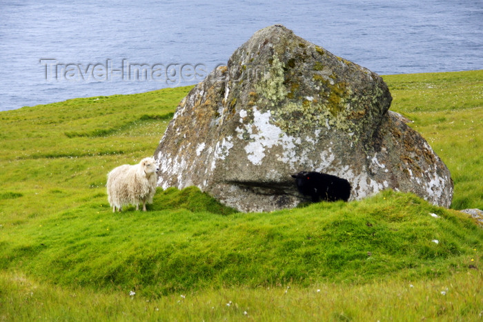 faeroe169: Kalsoy island, Norðoyar, Faroes: boulder and black and white sheep, between Trøllanes and the Kallur - photo by A.Ferrari - (c) Travel-Images.com - Stock Photography agency - Image Bank