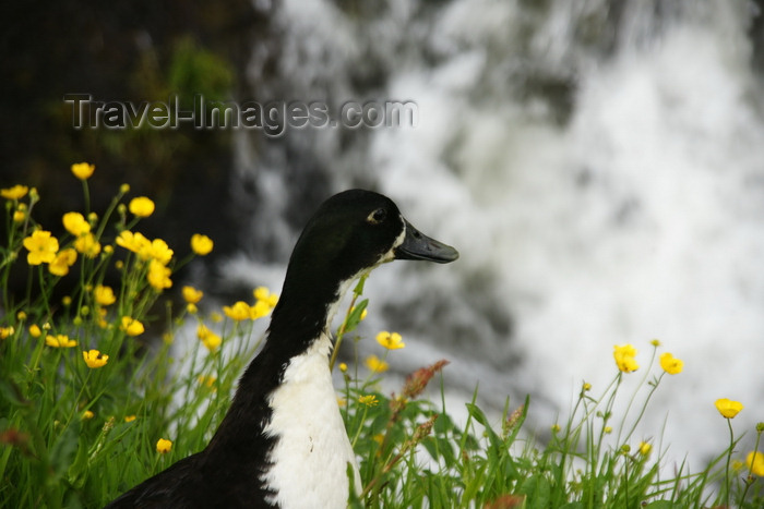 faeroe19: Gjógv village, Eysturoy island, Faroes: duck and yellow flowers - photo by A.Ferrari - (c) Travel-Images.com - Stock Photography agency - Image Bank