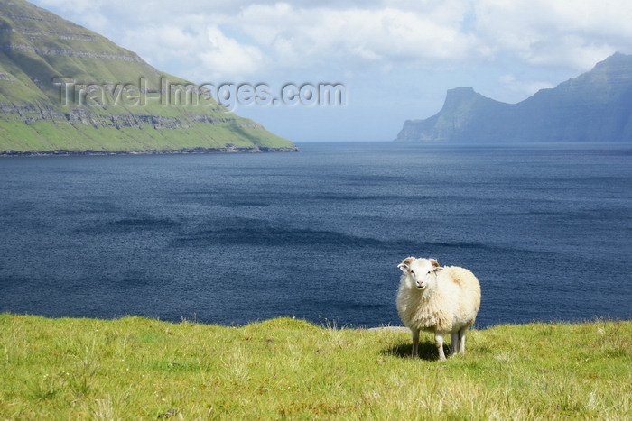 faeroe23: Eysturoy island, Faroes: sheep, on the shore of Funningsfjørður inlet - photo by A.Ferrari - (c) Travel-Images.com - Stock Photography agency - Image Bank