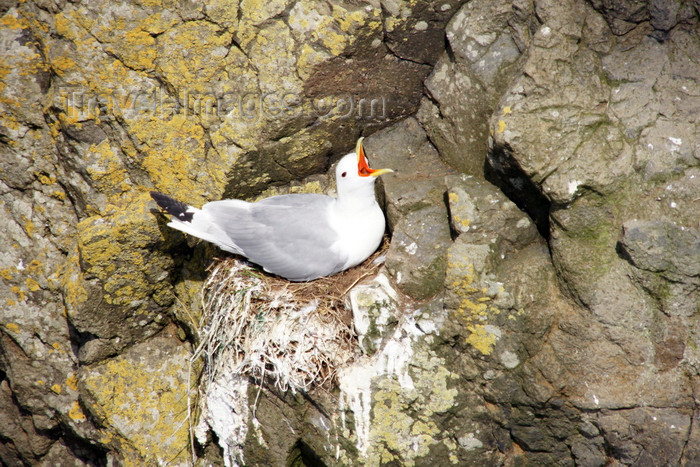 faeroe35: Mykines island, Faroes: gull on its cliff side nest - photo by A.Ferrari - (c) Travel-Images.com - Stock Photography agency - Image Bank