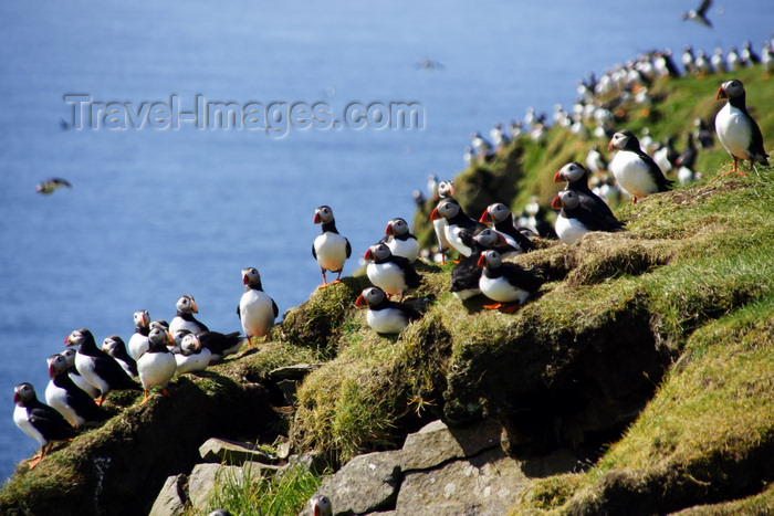 faeroe48: Mykines island, Faroes: large colony of Atlantic Puffins - Fratercula arctica - photo by A.Ferrari - (c) Travel-Images.com - Stock Photography agency - Image Bank