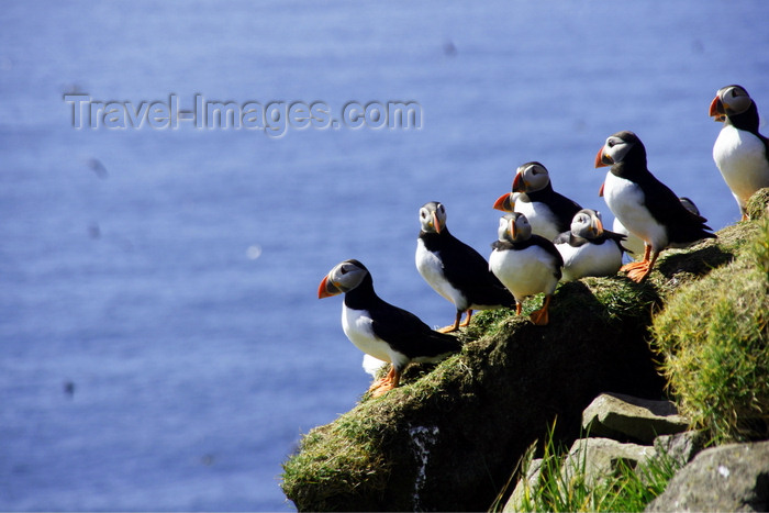 faeroe49: Mykines island, Faroes: Atlantic Puffins over rocks - Fratercula arctica - photo by A.Ferrari - (c) Travel-Images.com - Stock Photography agency - Image Bank