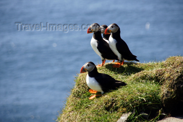 faeroe50: Mykines island, Faroes: Atlantic Puffins on the grass - pelagic seabirds - Fratercula arctica - photo by A.Ferrari - (c) Travel-Images.com - Stock Photography agency - Image Bank