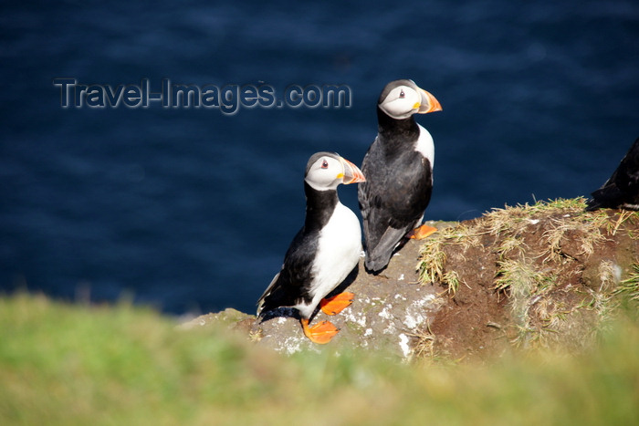 faeroe51: Mykines island, Faroes: pair of Atlantic Puffins - puffins form long-term relationships - Fratercula arctica - photo by A.Ferrari - (c) Travel-Images.com - Stock Photography agency - Image Bank