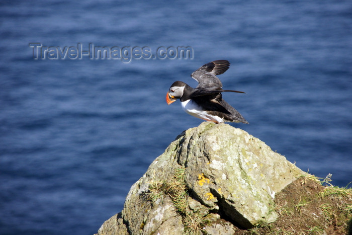 faeroe53: Mykines island, Faroes: Atlantic Puffin preparing to fly - Fratercula arctica - photo by A.Ferrari - (c) Travel-Images.com - Stock Photography agency - Image Bank