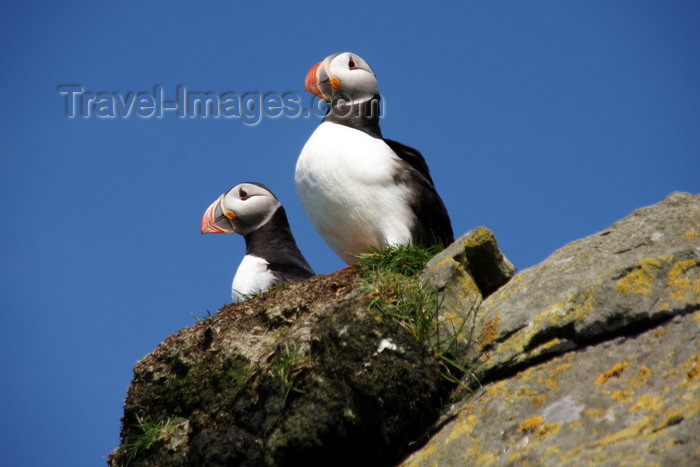 faeroe54: Mykines island, Faroes: Atlantic Puffins contemplate the sea - Fratercula arctica - photo by A.Ferrari - (c) Travel-Images.com - Stock Photography agency - Image Bank