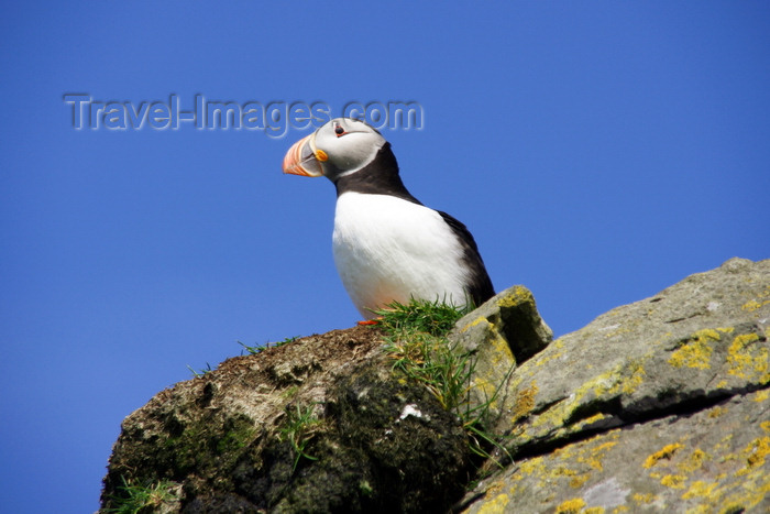 faeroe55: Mykines island, Faroes: Atlantic Puffin looks at the camera - Fratercula arctica - photo by A.Ferrari - (c) Travel-Images.com - Stock Photography agency - Image Bank