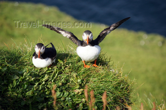 faeroe56: Mykines island, Faroes: pair of Atlantic Puffins on a cliff top - Fratercula arctica - photo by A.Ferrari - (c) Travel-Images.com - Stock Photography agency - Image Bank