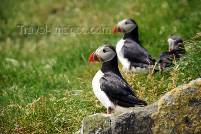 faeroe57: Mykines island, Faroes: Atlantic Puffins on the grass - Fratercula arctica - photo by A.Ferrari - (c) Travel-Images.com - Stock Photography agency - Image Bank