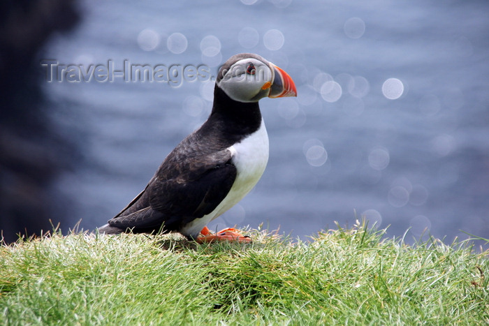 faeroe58: Mykines island, Faroes: Atlantic Puffin posing - Fratercula arctica - photo by A.Ferrari - (c) Travel-Images.com - Stock Photography agency - Image Bank