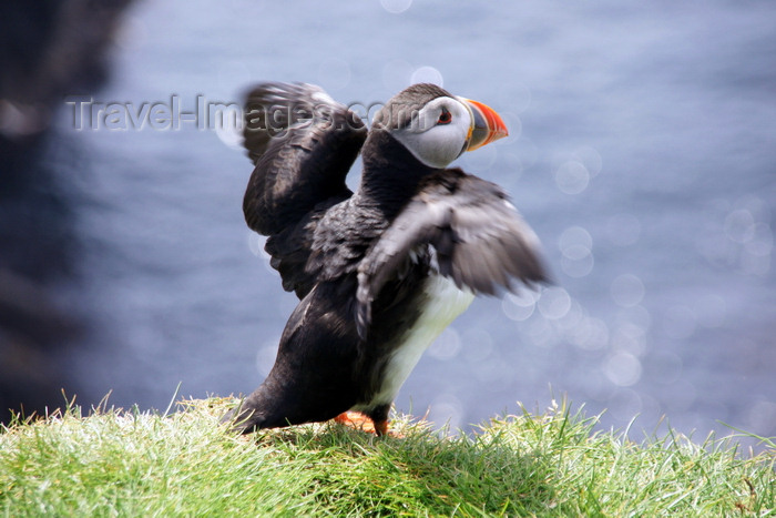 faeroe59: Mykines island, Faroes: Atlantic Puffin - short wings are adapted for swimming, with flying-like movements under water - Fratercula arctica - photo by A.Ferrari - (c) Travel-Images.com - Stock Photography agency - Image Bank