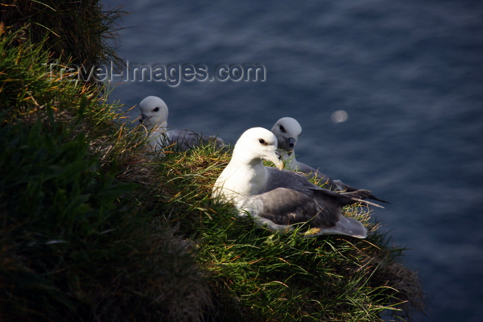 faeroe60: Mykines island, Faroes: gulls on a cliff - photo by A.Ferrari - (c) Travel-Images.com - Stock Photography agency - Image Bank