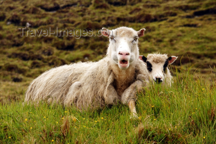 faeroe62: Vágar island, Faroes: sheep on the shore of Sørvagsvatn lake - photo by A.Ferrari - (c) Travel-Images.com - Stock Photography agency - Image Bank