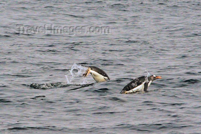 falkland10: Falkland islands / Ilhas Malvinas Port Stanley: Gentoo Penguins swimming - Pygoscelis papua - Manchot papou - fauna - South Atlantic - photo by C.Breschi - (c) Travel-Images.com - Stock Photography agency - Image Bank