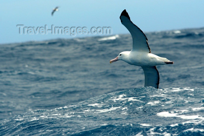 falkland11: South Atlantic - Southern Royal Albatross - Albatros royal — Diomedea epomophora - photo by Christophe Breschi - (c) Travel-Images.com - Stock Photography agency - Image Bank