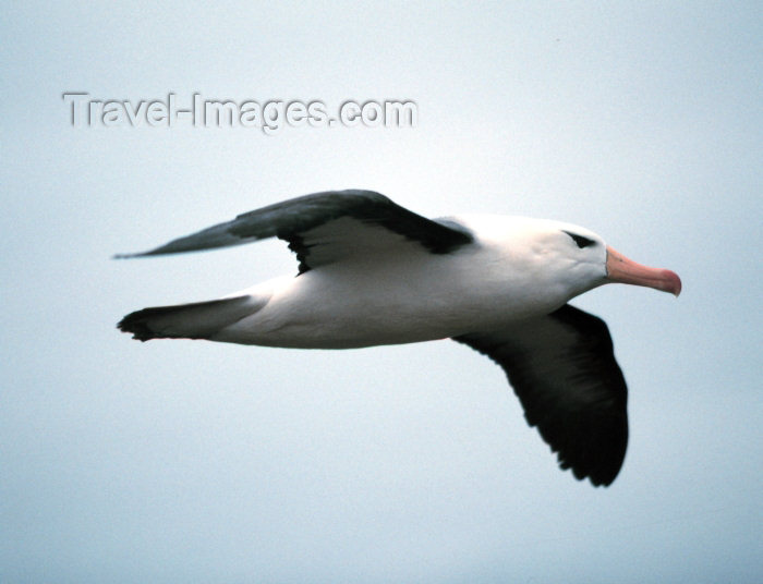 falkland15: Falkland islands / Ilhas Malvinas - New Island Sanctuary - West Falkland: Black-Browed Albatross in flight - Mollymawk - Diomedea melanophris - South Atlantic fauna - birds (photo by Rod Eime) - (c) Travel-Images.com - Stock Photography agency - Image Bank