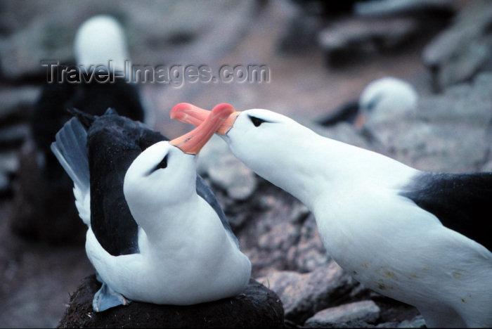 falkland16: Falkland islands / Ilhas Malvinas - New Island Sanctuary - West Falkland / Isla Gran Malvina: breeding pair of Black-Browed Albatross - Diomedea melanophris - South Atlantic fauna - birds (photo by Rod Eime) - (c) Travel-Images.com - Stock Photography agency - Image Bank