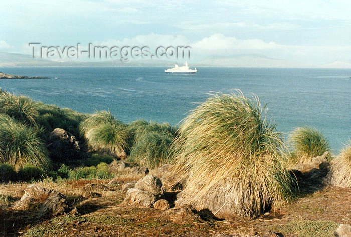 falkland17: Falkland islands / Ilhas Malvinas - Carcass Island - West Falkland: coast - Tussac Grass - tussock - Parodiochloa flabellata - a kind of tall grass (photo by G.Frysinger) - (c) Travel-Images.com - Stock Photography agency - Image Bank