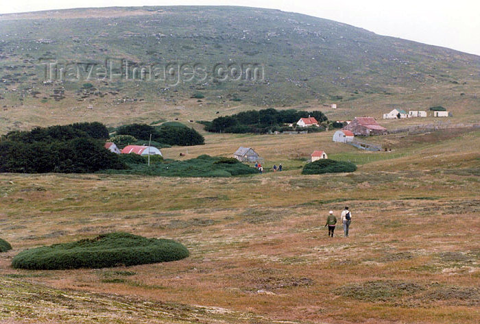 falkland18: Falkland islands / Ilhas Malvinas - Carcass Island: Rob McGill settlement - walk over the sponge turf (photo by G.Frysinger) - (c) Travel-Images.com - Stock Photography agency - Image Bank