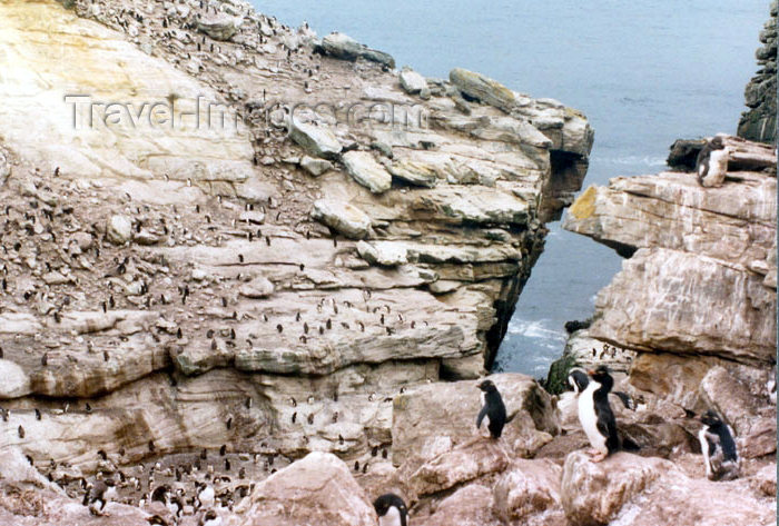 falkland20: Falkland islands / Ilhas Malvinas - Carcass Island: Rockhopper penguin colony / rookery - Eudyptes chrysocome chrysocome (photo by G.Frysinger) - (c) Travel-Images.com - Stock Photography agency - Image Bank