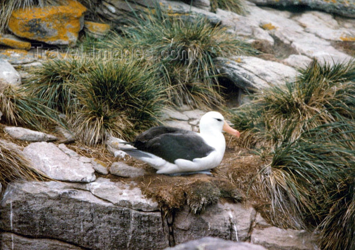 falkland21: Falkland islands / Ilhas Malvinas - Carcass Island: albatross on the cliffs - Tussac Grass (photo by G.Frysinger) - (c) Travel-Images.com - Stock Photography agency - Image Bank