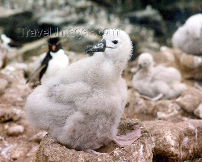 falkland22: Falkland islands / Ilhas Malvinas - Carcass Island: albatross chick (photo by G.Frysinger) - (c) Travel-Images.com - Stock Photography agency - Image Bank